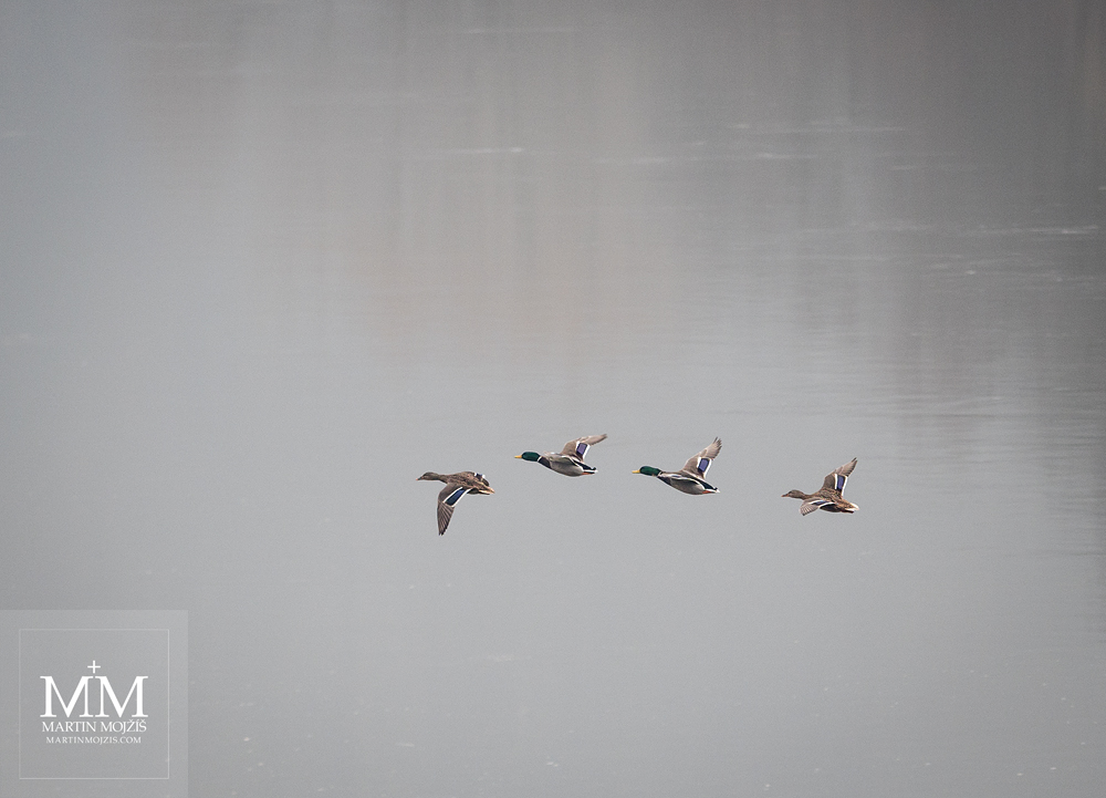 Mallards (Anas platyrhynchos) in flight over the river. Photograph created with Olympus M. Zuiko digital ED 40 – 150 mm 1:2.8 PRO.